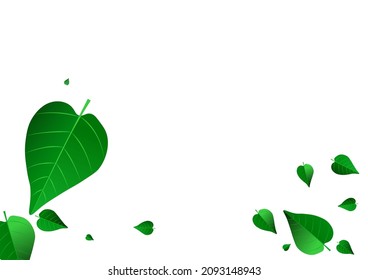 Grassy Leaves Fresh Vector White Background Template. Swirl Foliage Banner. Mint Leaf Abstract Brochure. Greens Forest Pattern.