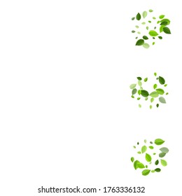 Grassy Leaves Herbal Vector Backdrop. Swirl Foliage Banner. Swamp Leaf Tea Border. Greens Ecology Design.