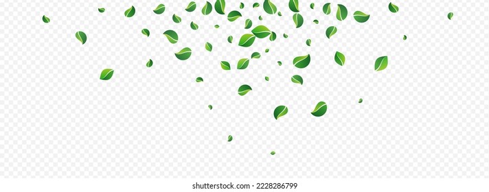 Grassy Leaves Herbal Vector Panoramic Transparent Background. Tree Foliage Concept. Mint Greens Fly Illustration. Leaf Blur Plant.