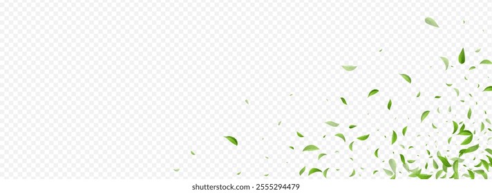 Grassy Leaves Herbal Vector Panoramic Transparent Background Banner. Falling Greens Branch. Forest Foliage Swirl Illustration. Leaf Fresh Wallpaper.