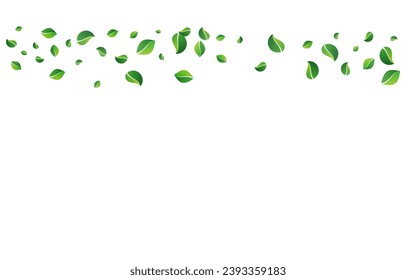 Grassy Leaves Herbal Vector White Background. Abstract Greens Pattern. Olive Leaf Falling Concept. Foliage Tea Template.