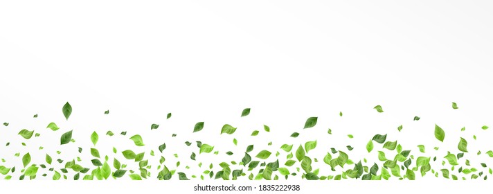 Grassy Leaves Nature Vector Panoramic White Background Banner. Fresh Leaf Backdrop. Swamp Foliage Ecology Illustration. Greenery Organic Wallpaper.