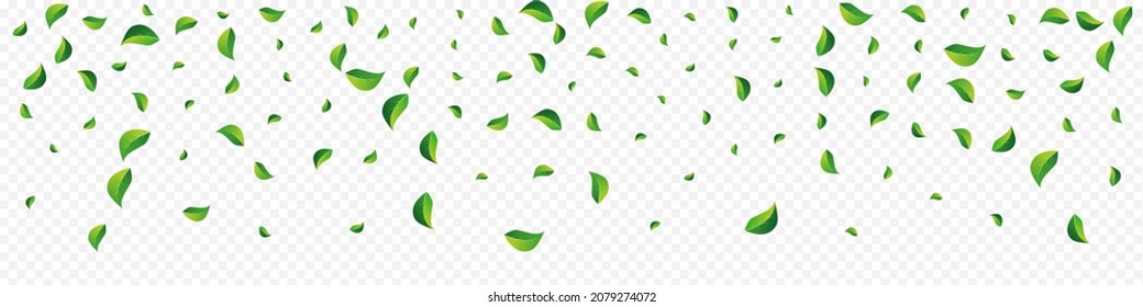 Grassy Deja El Vector Orgánico Fondo Panorámico Transparente. Patrón de hoja de viento. Pancarta Forestal de la Casa de la Moneda Verde. Foliage Nature Border.