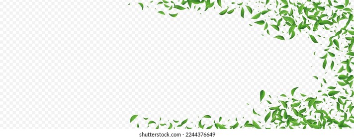 Grassy Leaves Organic Vector Panoramic Transparent Background Illustration. Herbal Greens Border. Forest Foliage Motion Banner. Leaf Swirl Design.