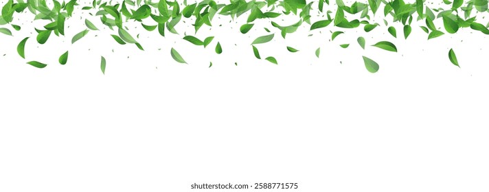 Grassy Leaves Organic Vector Panoramic White Background Design. Abstract Foliage Banner. Swamp Greens Transparent Wallpaper. Leaf Swirl Plant.