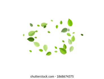 Grassy Leaves Swirl Vector Illustration. Organic Foliage Banner. Lime Greens Tree Background. Leaf Transparent Pattern.