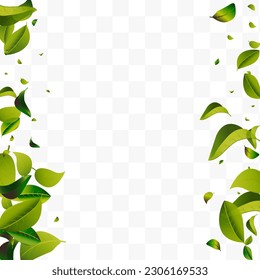 Grassy Leaves Swirl White Transparent Vector Background Brochure. Realistic Foliage Design. Mint Greens Organic Background. Leaf Tree Branch.