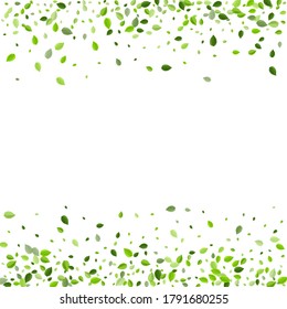 Grassy Leaves Tea Vector Border. Transparent Leaf Banner. Lime Foliage Swirl Branch. Greens Flying Brochure.