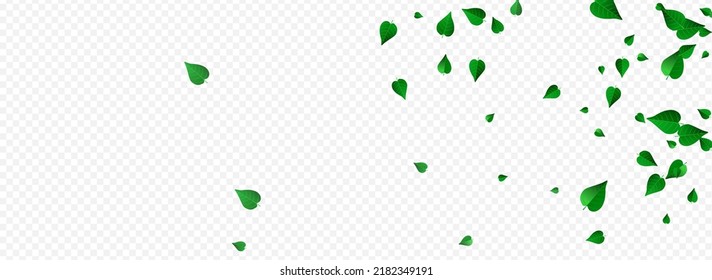 Grassy Leaves Tea Vector Panoramic Transparent Background Branch. Falling Greens Plant. Forest Leaf Fresh Illustration. Foliage Transparent Template.