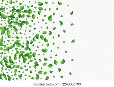 Graue Blätter transparenter, Vektortransparenter Hintergrund. Neue grüne Vorlage. Minzfolien-unscharfes Muster. Laubfallender Hintergrund.