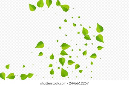 Grassy Leaves Transparent Vector Transparent Background Pattern. Ecology Greens Banner. Forest Foliage Swirl Illustration. Leaf Forest Branch.