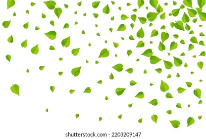 Grassy Leaves Transparent Vector White Background Banner. Spring Greens Backdrop. Mint Foliage Abstract Branch. Leaf Blur Poster.
