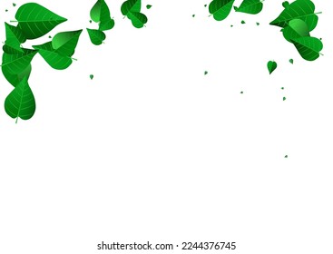 Grassy Leaves Transparent Vector White Background Design. Herbal Foliage Border. Olive Leaf Realistic Template. Greens Tea Wallpaper.