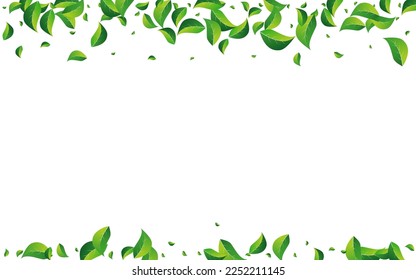 Grassy Leaves Transparent Vector White Background. Spring Greens Border. Lime Leaf Nature Concept. Foliage Abstract Illustration.