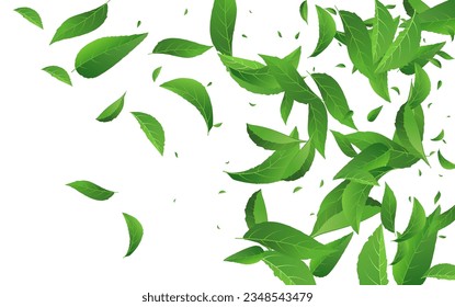 Grassy Leaves Transparent Vector White Background Wallpaper. Fresh Greens Plant. Mint Leaf Herbal Concept. Foliage Organic Poster.