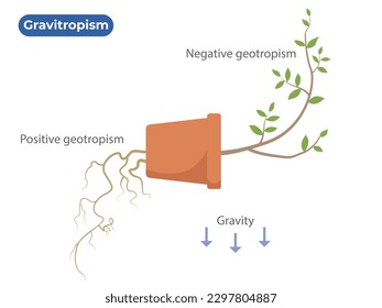 Gravitropism. Geotropism. The Plant Differential Growth in Response to Gravity