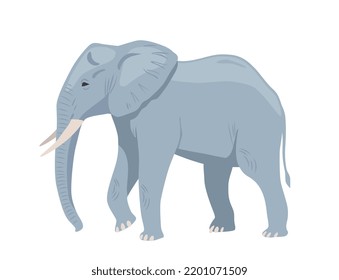 Gray african elephant. Large walking exotic animal with tusks and trunk. Heavy mammal jungle dweller. Design element for sticker or social media. Cartoon flat vector illustration on white background