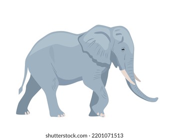 Gray african elephant. Sticker with big heavy animal walking in savannah or jungle. Wild mammal. Design element for printing on paper or fabric. Cartoon flat vector illustration on white background