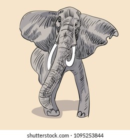 Gray african elephant. Vector illustration isolated on bacground.
