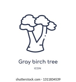 gray birch tree icon from nature outline collection. Thin line gray birch tree icon isolated on white background.