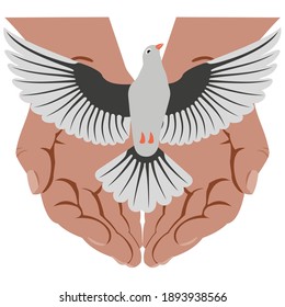 Gray bird - dove with its wings spread, taking off from open palms of human. Concepts: Bird of peace being released. Dove, traditionally going from hands during wedding ceremony, as symbol of loyalty.