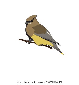 Gray bird on a branch