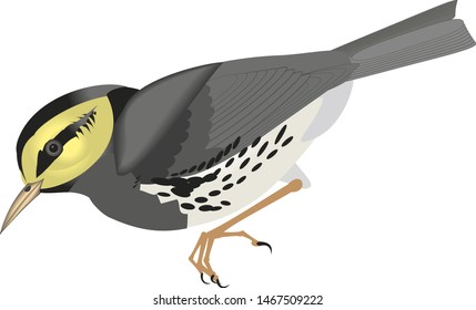 gray bird, yellow beak vector