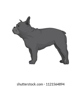 Gray boston terrier in pose. Dog with wrinkled muzzle. Cute home pet. Cartoon vector element for banner or poster of zoo store