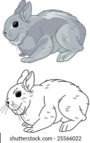 Gray bunny