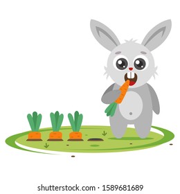 Gray Bunny ships carrots in the garden. agricultural pest. Flat character vector illustration.