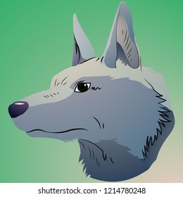 Gray calm wolf on a green background.