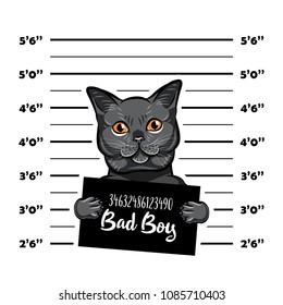 Gray Cat Bad Boy. Cat Criminal. Arrest Photo. Police Records. Cat Prison. Police Mugshot Background. Vector Illustration.