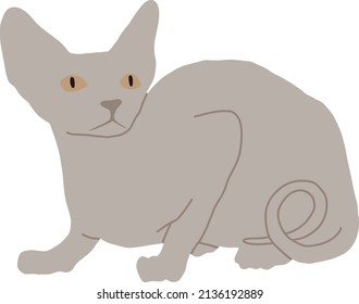 Raza de gatos grises sphynx canadés yace con la cola entre las piernas