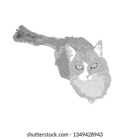 Gray cat with earnest sight looks directly to your soul, asking him to adopt.