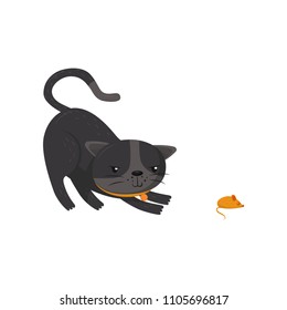 Gray cat hunting on mouse. Pet with shiny eyes and orange collar. Cartoon character of domestic animal. Flat vector for poster or banner