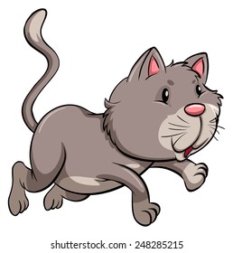 A gray cat on a white background