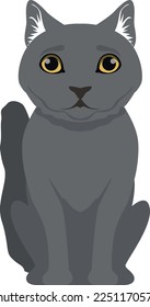 Gray cat sitting. British shorthair breed pet