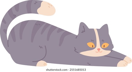 Gray cat stretching. Funny playful animal pet isolated on white background
