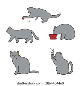 gray cat. various gestures.  vector illustration set.