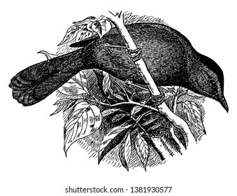 Gray Catbird es el único miembro del género Dumetella de New World, dibujo de línea vintage o ilustración de grabado.
