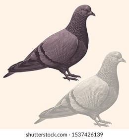 Gray city pigeon. Design set. Hand drawn engraving. Editable vector vintage illustration. Isolated on light background. 8 EPS 