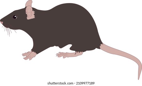 gray city rat with long tail, walking uneventfully