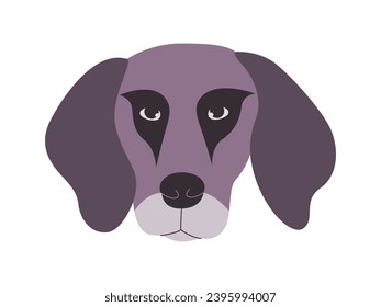 gray color head plott hound dog breed mammal domestic animal with floppy ears cute adorable doggy