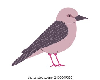 gray color small bird grenada dove endangered species pretty cute nature animal wildlife creature