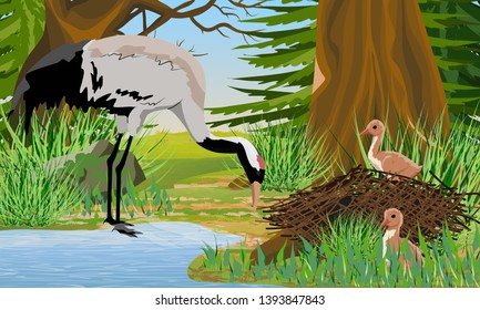Gray Crane about a forest lake with its chicks in the nest. Spruce forest. Common crane or Grus grus or Eurasian crane. Wildlife of America and Europe. Realistic Vector Landscape