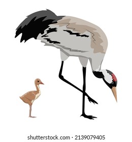 Gray crane and its chick. Bird Realistic Vector