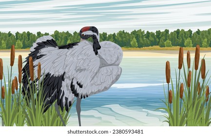 Gray crane cleans feathers on the lake shore. Sandy lake shore with reeds and other vegetation. Realistic Vector Landscape
