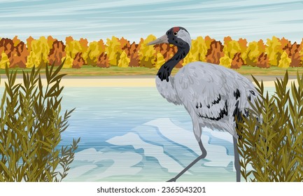 Grúa gris a orillas del lago. Espesor de hierba y bosque otoñal. Paisaje de vectores realistas