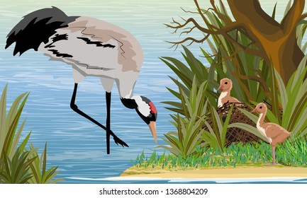 Gray Crane in a swamp or lake with its chicks in the nest. The pond is a tree with tall grass. Common crane or Grus grus or Eurasian crane. Wildlife of America and Europe. Realistic Vector Landscape