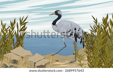 The gray crane walks along the rocky lake bank. Realistic Vector Landscape
